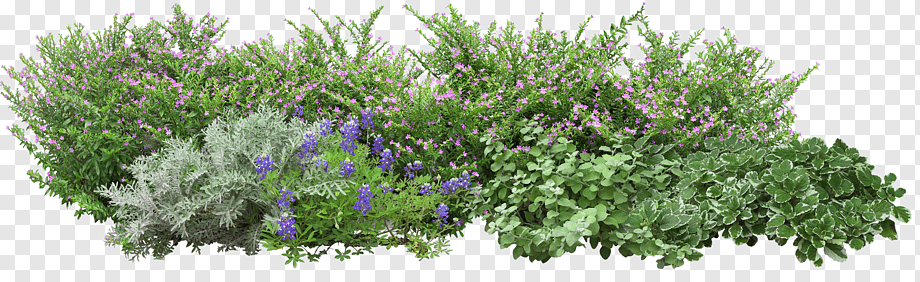 Angels Garden Tree, Grass flowers, green plants, leaf, plant Stem, flower Garden png
