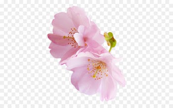 Angels National Cherry Blossom Festival Rose Pink - Pink cherry blossoms 