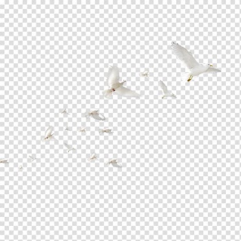 Angle LINE Computer font Pattern, pigeon transparent background PNG clipart