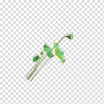 Angle, Lotus leaf,Lotus seeds transparent background PNG clipart