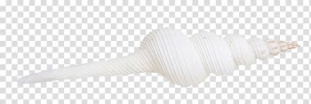 Angle, White pointed conch transparent background PNG clipart