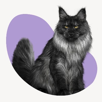 Angora cat blob shape sticker, | Free PSD - rawpixel