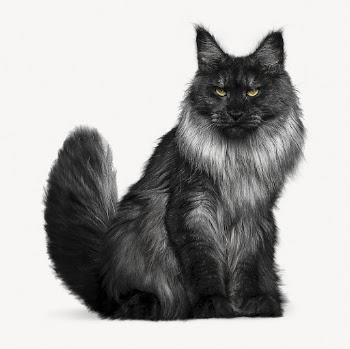 Angora cat isolated on white, | Free PSD - rawpixel