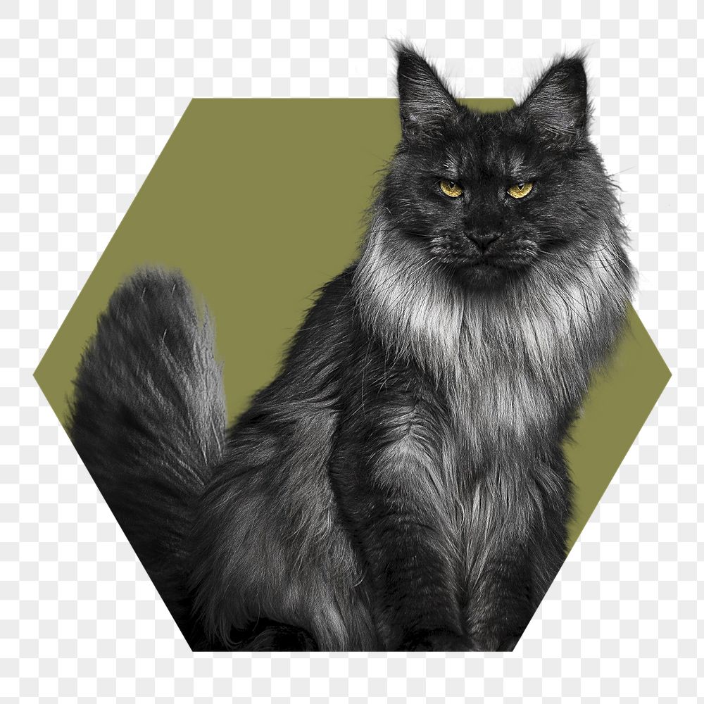 Angora cat png badge sticker, | Free PNG - rawpixel