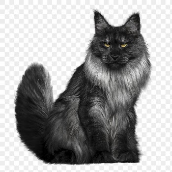 Angora cat png clipart, pet, | Free PNG - rawpixel