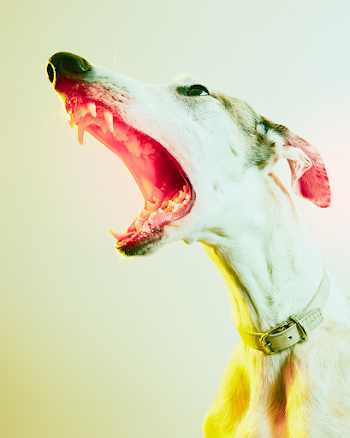 Angry Barzo Dog Portrait