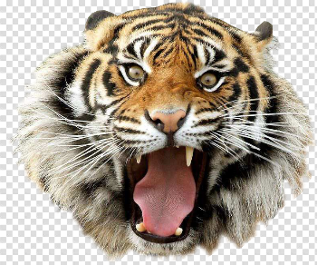 Angry tiger transparent background