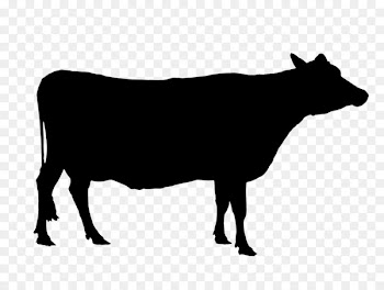 Angus cattle Texas Longhorn Holstein Friesian cattle Calf Beef cattle -  