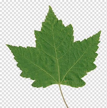 Animaatio Leaf Drop 01, Leaf transparent background PNG clipart