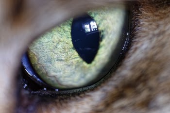 Animal's Green Eye
