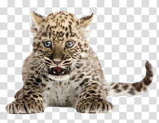 Animal, ba transparent background PNG clipart
