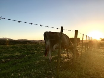 Animal Beside Fence 