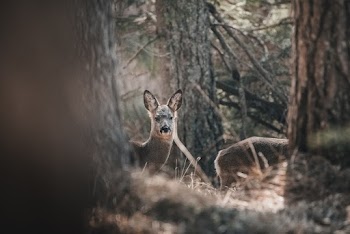 Animal Between Trees
