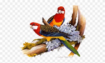 Animal - Birds On The Tree