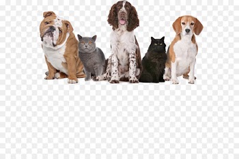 Animal Birth Control Clinic Greeting & Note Cards Dog Birthday FROM ALL OF US - dog 