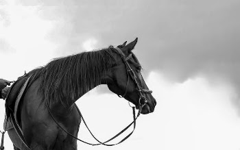 animal black portrait horses