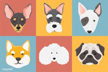 Animal boston terrier breed | Free stock vector - 60504