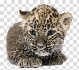 Animal, brown and black leopard transparent background PNG clipart
