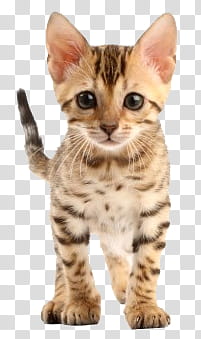 Animal, brown kitten transparent background PNG clipart