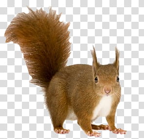 Animal, brown squirrel illustration transparent background PNG clipart