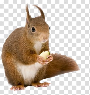 Animal, brown squirrel transparent background PNG clipart