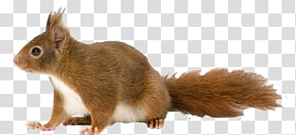 Animal, brown squirrel transparent background PNG clipart