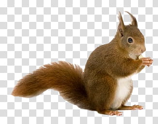 Animal, brown squirrel transparent background PNG clipart