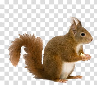Animal, brown squirrel transparent background PNG clipart