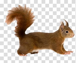 Animal, brown squirrel transparent background PNG clipart