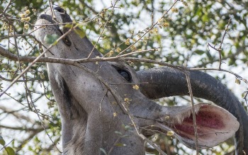 Animal Eating Leaves