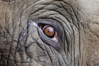 Animal Eye