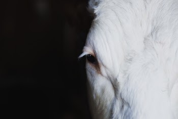 Animal Face Close Up Shot