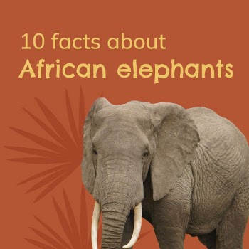 Animal facts Facebook post template | Free PSD Template - rawpixel