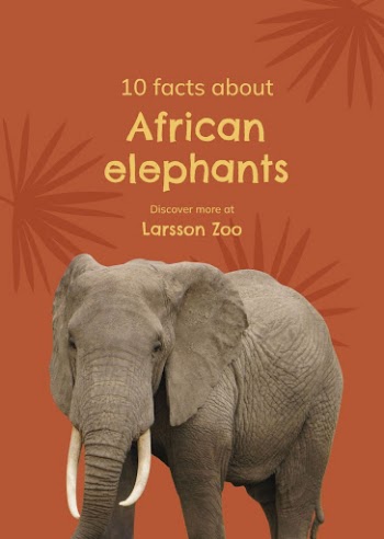 Animal facts poster template, elephant | Free Vector Template - rawpixel