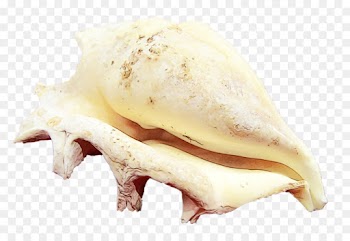 Animal Fat, Jaw, Conch, Shankha, Food PNG