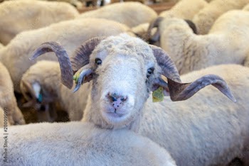 Animal for the Feast of Sacrifice. (Kurban Bayrami, aid al adha )sacrifice holiday. Turkey.