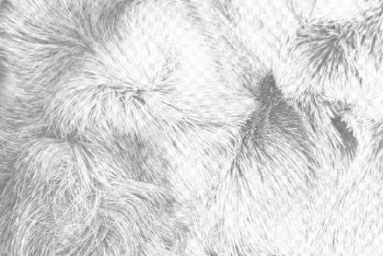 Animal fur png overlay texture, | Free PNG - rawpixel