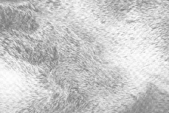 Animal fur png overlay texture, | Free PNG - rawpixel