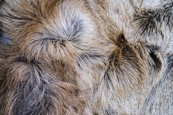 Animal fur texture, close up background | Free Photo - rawpixel