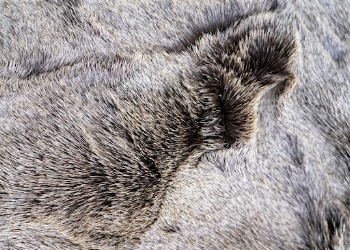 Animal fur texture, close up background | Free Photo - rawpixel