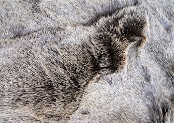 Animal fur texture, close up background | Free Photo - rawpixel