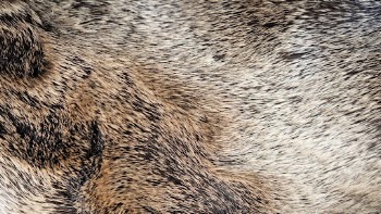 Animal fur texture desktop wallpaper, | Free Photo - rawpixel