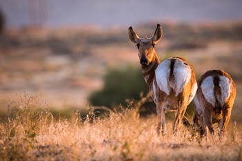 Animal Grazing on Ground