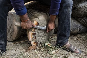 Animal groomer trimming elephant's toenails. | Free Photo - rawpixel