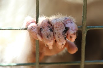 Animal Hand