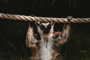 animal holding rope