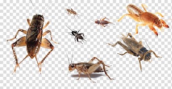 Animal Honey bee, Cricket Animals transparent background PNG clipart