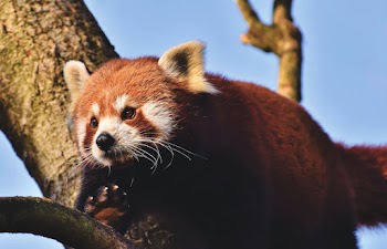 animal in tree