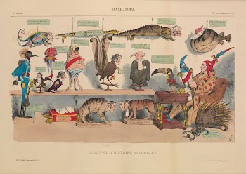 Animal Kingdom: Natural History Cabinet | Free Photo - rawpixel