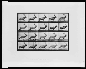 Animal locomotion (ca.1887) photography in high | Free Photo - rawpixel